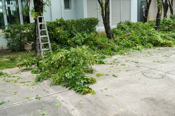 Best Hedge Trimming  in Fennimore, WI