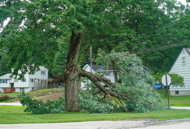 Best Residential Tree Removal  in Fennimore, WI