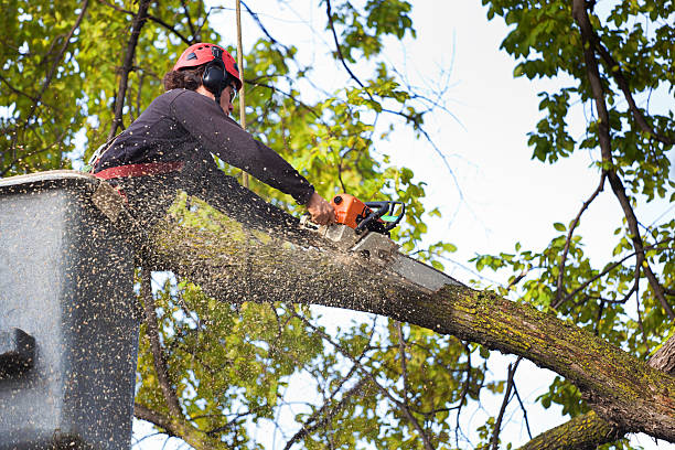 Best Lawn Grading and Leveling  in Fennimore, WI